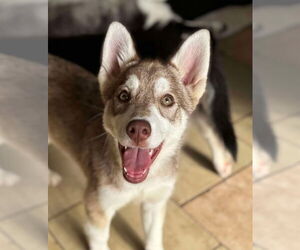 Siberian Husky Dogs for adoption in Matawan, NJ, USA