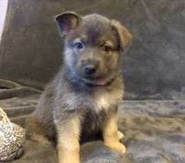 Small Chow Chow-German Shepherd Dog Mix