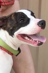American Staffordshire Terrier Dogs for adoption in Siren, WI, USA
