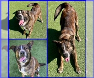Akita-Labrador Retriever Mix Dogs for adoption in Clyde, NC, USA
