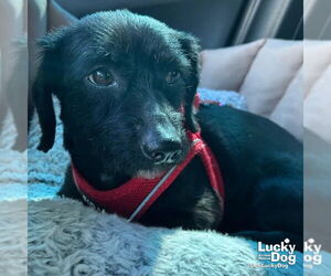 Mutt Dogs for adoption in Washington, DC, USA