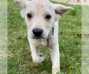 Golden Retriever Dogs for adoption in Helena, AL, USA