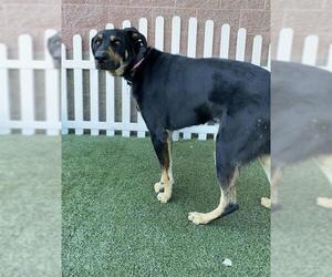 Rottweiler-Unknown Mix Dogs for adoption in Modesto, CA, USA