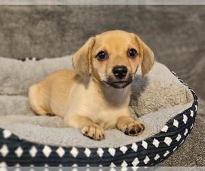 Chiweenie Dogs for adoption in Los Angeles, CA, USA