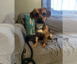Shih Tzu-Unknown Mix Dogs for adoption in West Palm Beach, FL, USA