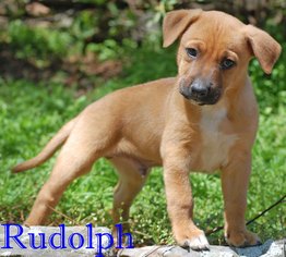 German Shepherd Dog Dogs for adoption in Griffin, GA, USA