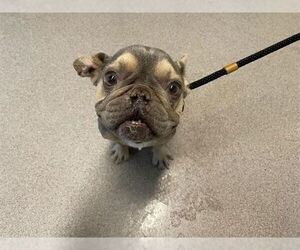 French Bulldog Dogs for adoption in Pasadena, CA, USA
