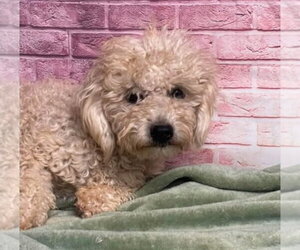 Poodle (Miniature)-Unknown Mix Dogs for adoption in Lakewood, CO, USA