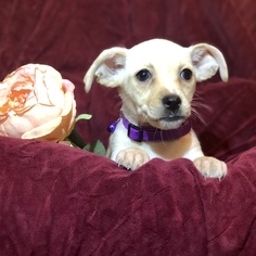 Medium Photo #1 Chiweenie Puppy For Sale in Fresno, CA, USA