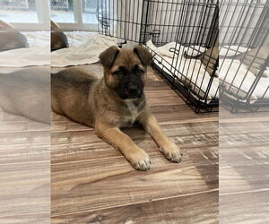 German Shepherd Dog Dogs for adoption in Seattle, WA, USA