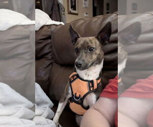 Medium Photo #1 Jack Chi Puppy For Sale in Mooresville, NC, USA