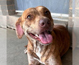 Plott Hound-Unknown Mix Dogs for adoption in Canton, CT, USA