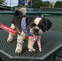 Shih Tzu Dogs for adoption in Potomac, MD, USA