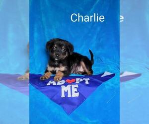 Shollie Dogs for adoption in Newark, DE, USA