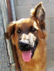 Medium Photo #1 German Shepherd Dog-Unknown Mix Puppy For Sale in San Tan Valley, AZ, USA