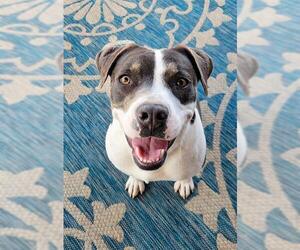 American Pit Bull Terrier-Unknown Mix Dogs for adoption in Oklahoma City, OK, USA