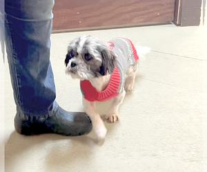 Shih Tzu Dogs for adoption in Camden, SC, USA