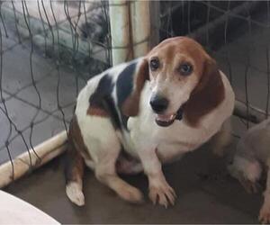 Beagle Dogs for adoption in Bonifay, MO, USA