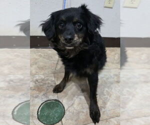 Chihuahua-Unknown Mix Dogs for adoption in Lakewood, CO, USA