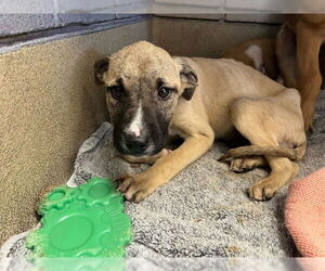 Mutt Dogs for adoption in Raleigh, NC, USA