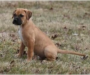 Bullboxer Pit Dogs for adoption in Mechanicsburg, PA, USA