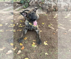 German Shepherd Dog-Unknown Mix Dogs for adoption in Phoenix, AZ, USA
