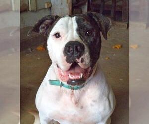 American Bulldog Dogs for adoption in PIPE CREEK, TX, USA