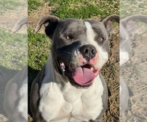 Staffordshire Bull Terrier-Unknown Mix Dogs for adoption in Dana Point, CA, USA