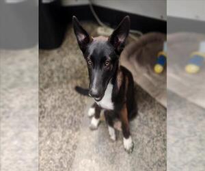 Mutt Dogs for adoption in Tracy, CA, USA