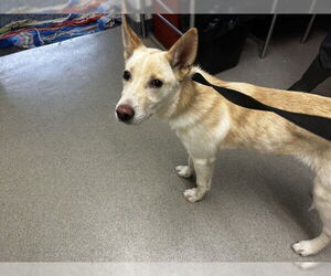 Canaan Dog Dogs for adoption in San Bernardino, CA, USA