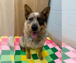Mutt Dogs for adoption in Brighton, CO, USA