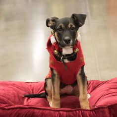 Mutt Dogs for adoption in Frisco, TX, USA