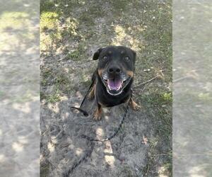 Rottweiler Dogs for adoption in Tavares, FL, USA