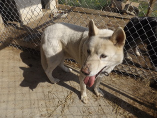 Siberian Husky Dogs for adoption in Zaleski, OH, USA