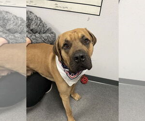 Mastiff-Unknown Mix Dogs for adoption in Euless, TX, USA