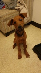 Mutt Dogs for adoption in tucson, AZ, USA