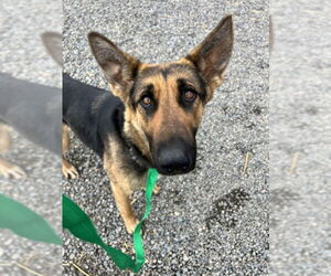 German Shepherd Dog Dogs for adoption in Woodland, CA, USA