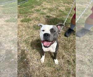 Mutt Dogs for adoption in Abbeville, LA, USA