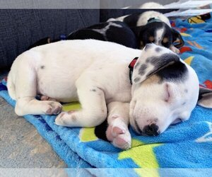 Beagle Dogs for adoption in LAKE ST LOUIS, MO, USA