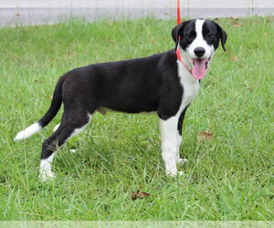 Labrador Retriever-Unknown Mix Dogs for adoption in Prattville, AL, USA