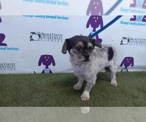 Shih Tzu-Unknown Mix Dogs for adoption in Orlando, FL, USA