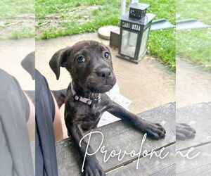 American Pit Bull Terrier-Unknown Mix Dogs for adoption in Germantown, OH, USA
