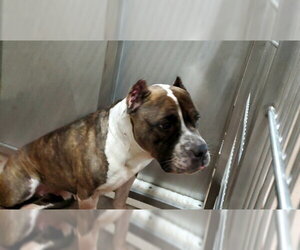 American Pit Bull Terrier-Unknown Mix Dogs for adoption in Aurora, IL, USA