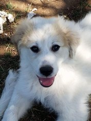Medium Photo #1 Great Pyrenees Puppy For Sale in Rockaway, NJ, USA