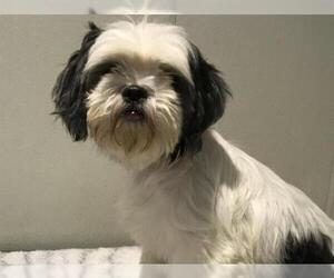 Shih Tzu Dogs for adoption in pomona, CA, USA