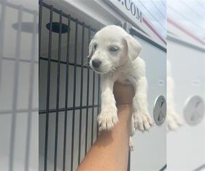 Labrador Retriever-Unknown Mix Dogs for adoption in Houston, TX, USA