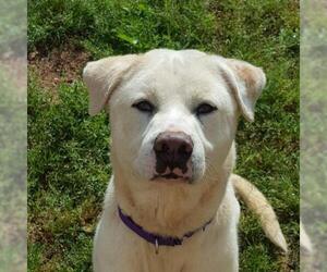 Labrador Retriever-Unknown Mix Dogs for adoption in Hamilton, GA, USA