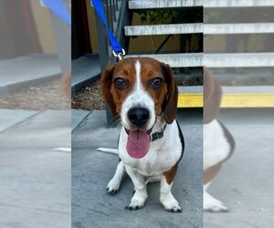 Beagle Dogs for adoption in Las Vegas, NV, USA