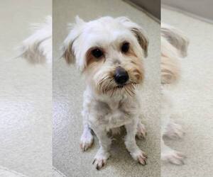 Maltese-Unknown Mix Dogs for adoption in Woodbury, NY, USA