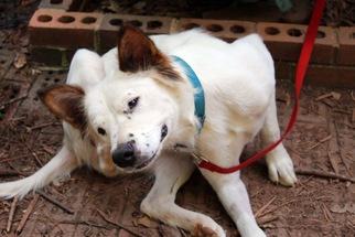 Alaskan Husky Dogs for adoption in Raleigh, NC, USA